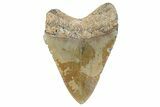 Serrated, Fossil Megalodon Tooth - North Carolina #270831-1